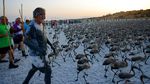 Spanyol Hidupkan Lagi Acara Pemasangan Cincin Anak Flamingo
