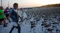 Relawan melintasi laguna saat fajar untuk mengumpulkan anak flamingo di Fuente de Piedra, Spanyol, Sabtu (9/8). REUTERS/Jon Nazca
