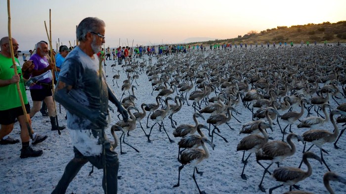 Relawan mengumpulkan anak flamingo di Fuente de Piedra, Spanyol. Acara ini kembali digelar setelah dua tahun tertunda akibat kekeringan.