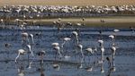 Spanyol Hidupkan Lagi Acara Pemasangan Cincin Anak Flamingo