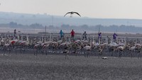Penandaan burung ini menandai peringatan ke-39 acara “ringing event” di cagar alam Fuente de Piedra. REUTERS/Jon Nazca