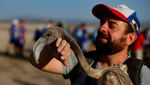 Spanyol Hidupkan Lagi Acara Pemasangan Cincin Anak Flamingo