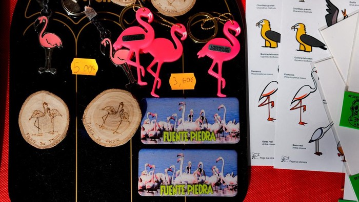Relawan mengumpulkan anak flamingo di Fuente de Piedra, Spanyol. Acara ini kembali digelar setelah dua tahun tertunda akibat kekeringan.