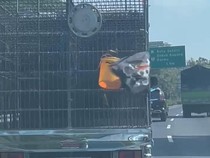 Truk Kibarkan Bendera One Piece Seliweran di Jalanan Surabaya-Gresik