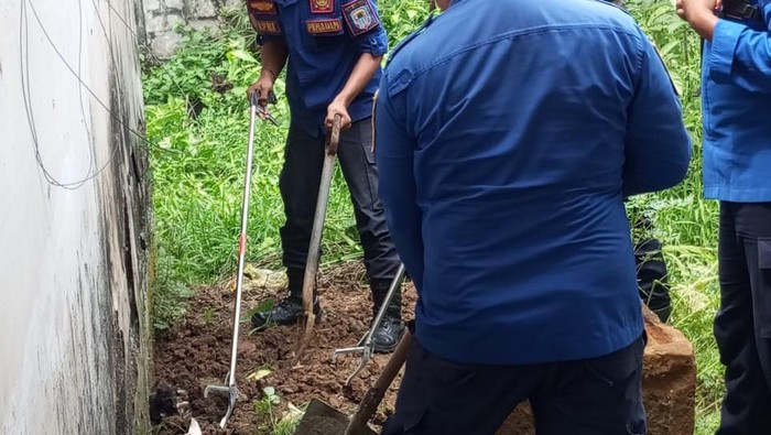 Ular kobra Jawa berkeliaran di halaman rumah warga di Kampung Aweh, Desa Aweh, Kecamatan Kalanganyar, Kabupaten Lebak. Damkar Lebak mengevakuasi ular tersebut. (Dok istimewa).
