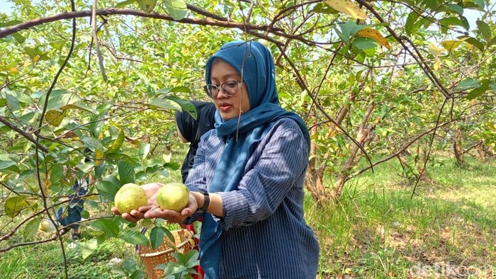 Wisata Petik Jambu Kebaron Sidoarjo