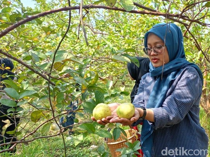 Wisata Petik Jambu Kebaron Sidoarjo