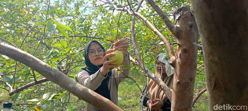 Wisata Petik Jambu Kebaron Sidoarjo Wisata Petik Jambu Kebaron Sidoarjo