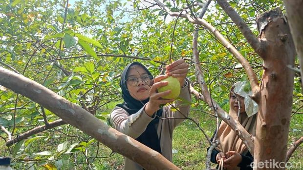 Wisata Petik Jambu Kebaron Sidoarjo