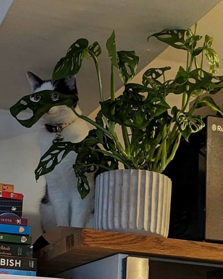 Aksi Kocak Para Kucing yang Bikin Nyengir, Gemasnya! Aksi kucing berikut ini pasti bikin kamu terhibur, soalnya lucu banget. Memang deh, anabul tingkahnya ada saja.