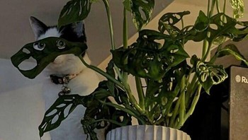 Kucingnya kayak pakai topeng. Foto: weirdcatsbutok via Bored Panda