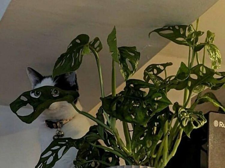 Aksi Kocak Para Kucing yang Bikin Nyengir, Gemasnya!