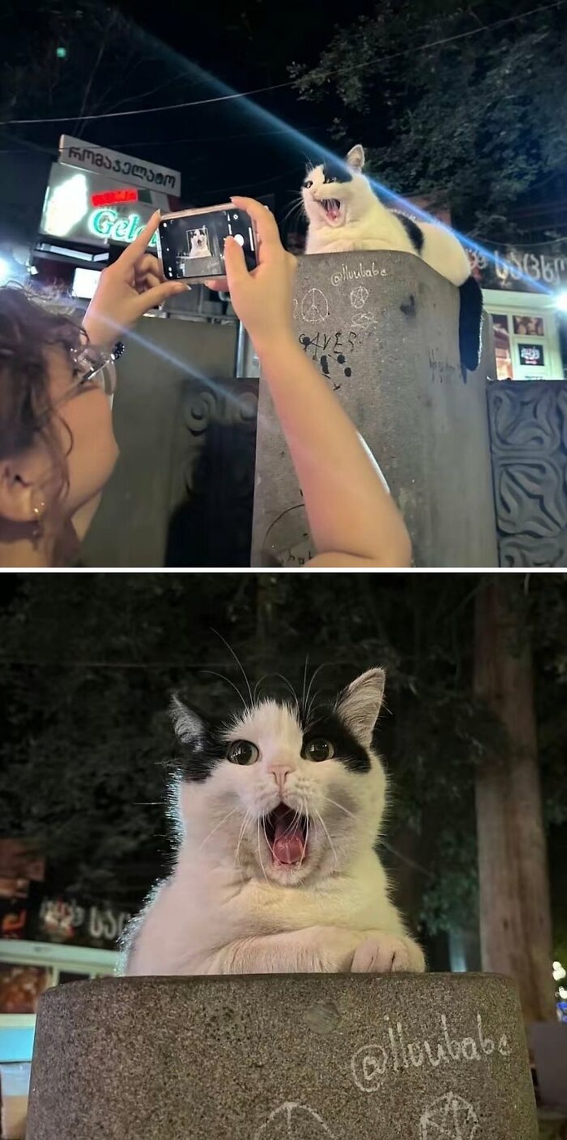 Aksi kucing berikut ini pasti bikin kamu terhibur, soalnya lucu banget. Memang deh, anabul tingkahnya ada saja.