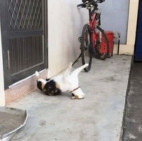 Aksi kucing berikut ini pasti bikin kamu terhibur, soalnya lucu banget. Memang deh, anabul tingkahnya ada saja.