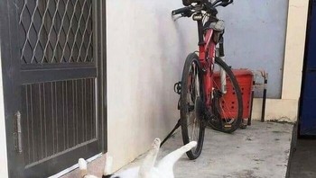 Lagi break dance. Foto: weirdcatsbutok via Bored Panda