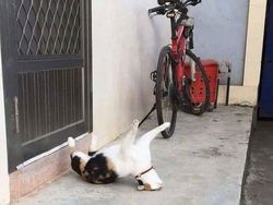 Aksi Kocak Para Kucing yang Bikin Nyengir, Gemasnya!