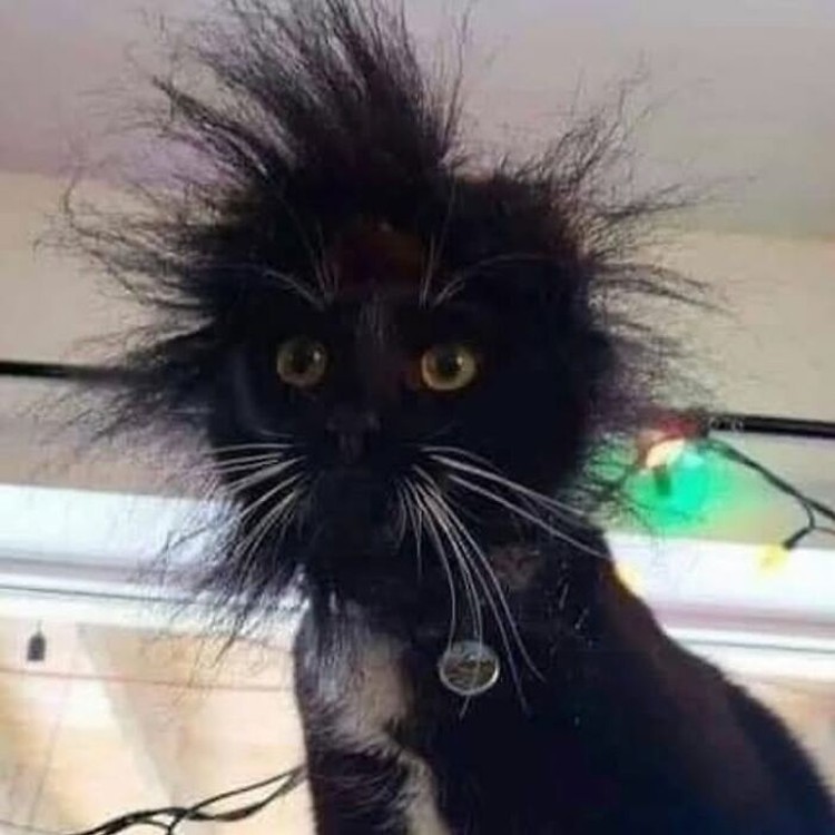 Aksi kucing berikut ini pasti bikin kamu terhibur, soalnya lucu banget. Memang deh, anabul tingkahnya ada saja.