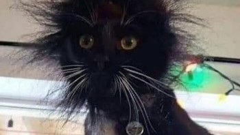 Rambutnya habis di-blow tapi belum disisir. Foto: weirdcatsbutok via Bored Panda