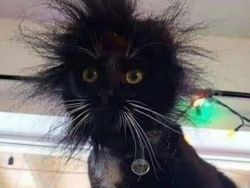 Aksi Kocak Para Kucing yang Bikin Nyengir, Gemasnya!