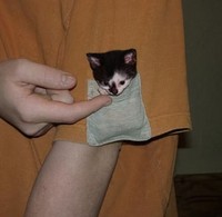 Aksi kucing berikut ini pasti bikin kamu terhibur, soalnya lucu banget. Memang deh, anabul tingkahnya ada saja.