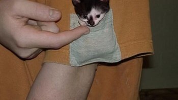 Aww, gemasnya. Foto: weirdcatsbutok via Bored Panda