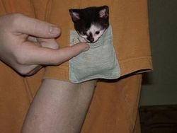 Aksi Kocak Para Kucing yang Bikin Nyengir, Gemasnya!