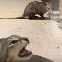 Aksi kucing berikut ini pasti bikin kamu terhibur, soalnya lucu banget. Memang deh, anabul tingkahnya ada saja.