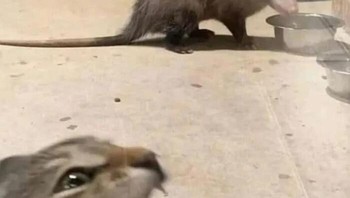 Tolong! Makananku! Foto: weirdcatsbutok via Bored Panda