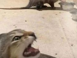 Aksi Kocak Para Kucing yang Bikin Nyengir, Gemasnya!