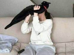 Aksi Kocak Para Kucing yang Bikin Nyengir, Gemasnya!