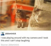 Aksi kucing berikut ini pasti bikin kamu terhibur, soalnya lucu banget. Memang deh, anabul tingkahnya ada saja.