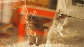 Kira-kira lagi mikirin apa sih, Meng? Foto: weirdcatsbutok via Bored Panda