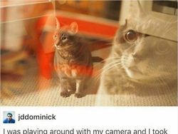 Aksi Kocak Para Kucing yang Bikin Nyengir, Gemasnya!