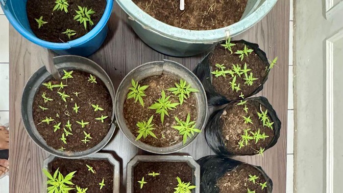 Barang bukti tanaman ganja dari rumah pelaku.