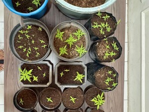 Tanam Ratusan Pohon Ganja di Rumah, Pegawai Desa Garut Diciduk Polisi