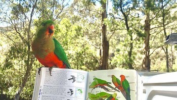 Burung Nuri Raja Australia yang Ramah Hinggap di Buku Saat Sedang Mencoba Mengidentifikasinya! Foto: Boredpanda