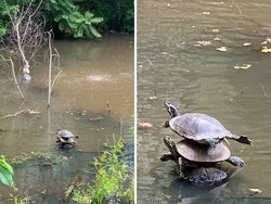 Foto Momen Kebetulan Langka, Asli Tanpa Editan Photoshop