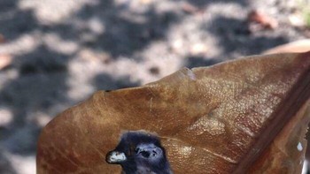 Kotoran Merpati Potret Dirinya di Atas Daun Foto: Boredpanda