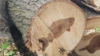 Bagian Dalam Pohon Ini Terlihat Seperti Ikan Foto: Boredpanda