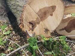 Foto Momen Kebetulan Langka, Asli Tanpa Editan Photoshop