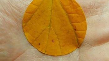 Urat-urat Daun Sejajar pada Lipatan Tangan Foto: Boredpanda