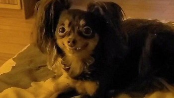 Nah kan, ketahuan gak mau bobo. Foto: via Bored Panda