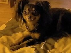 Ekspresi Konyol Hewan yang Bikin Gemas