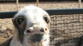 Smile, cheese! Foto: via Bored Panda