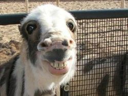 Ekspresi Konyol Hewan yang Bikin Gemas