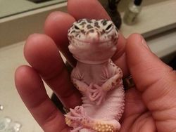 Ekspresi Konyol Hewan yang Bikin Gemas