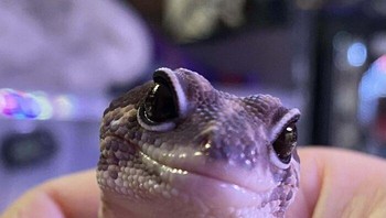 Mau ngobrol apa? Foto: via Bored Panda