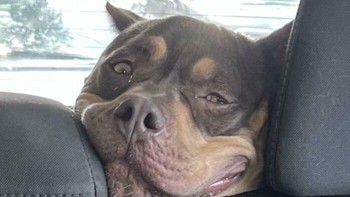 Lagi lowbatt, ya? Foto: via Bored Panda