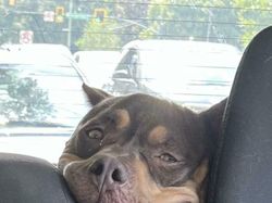 Ekspresi Konyol Hewan yang Bikin Gemas