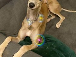 Ekspresi Konyol Hewan yang Bikin Gemas